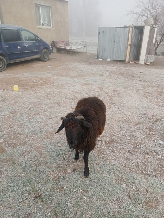 Қошқарлар сатылады