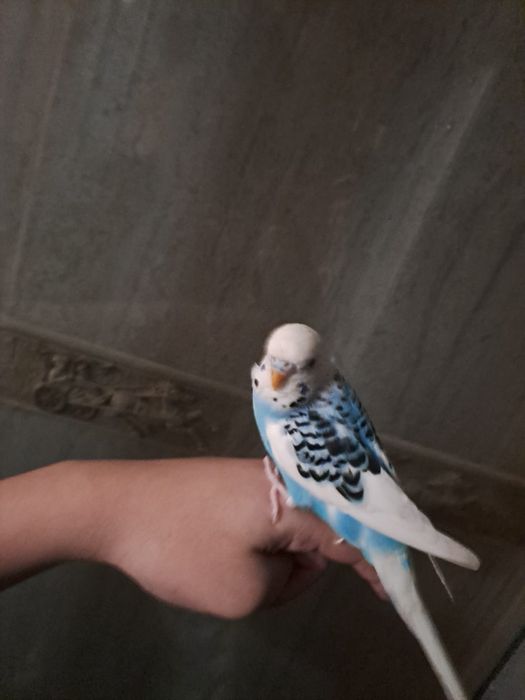 Продам волнистых попугаев