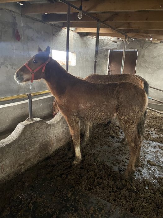 3 бас еркек жабағы сатылады