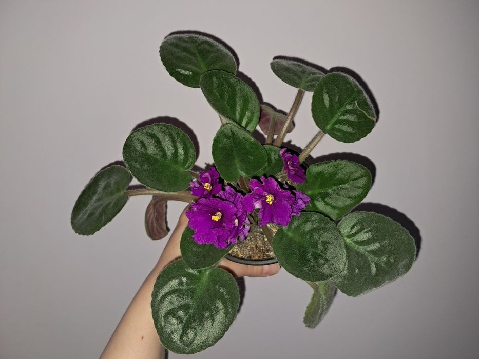 Фиалка. Детка  .