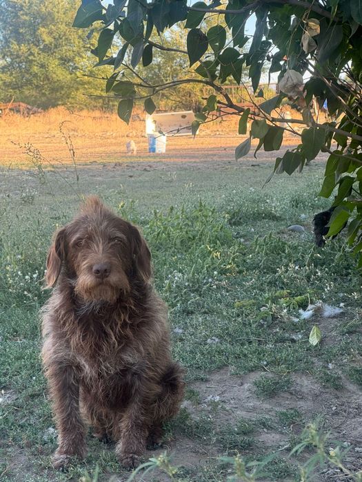 Продам щенков охотничья порода!