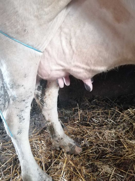 De vânzare vacă holstain.