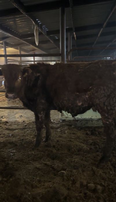 Бычки 10 голов на откорме