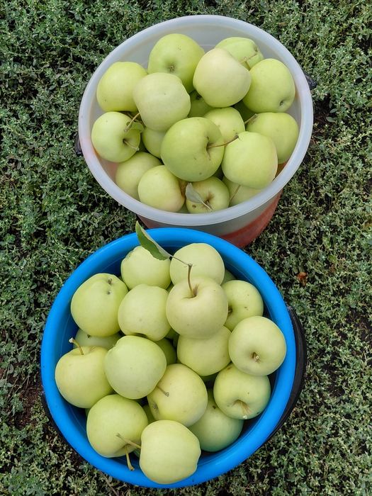Продам яблоки грушовка осенние