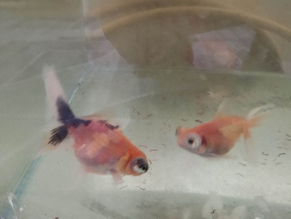 Телескопы, Золотые