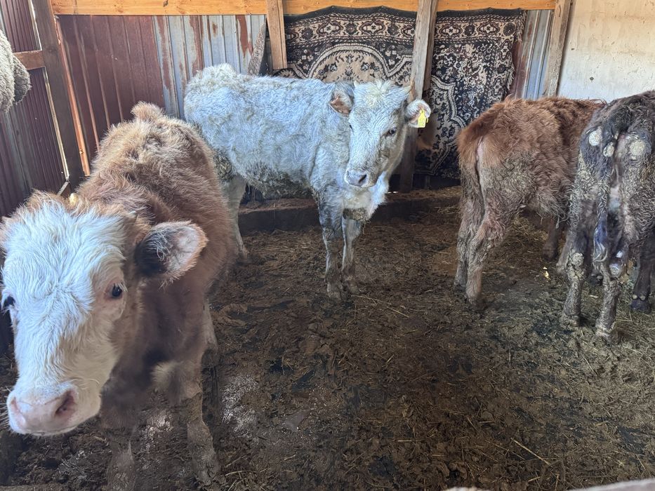 Ұрғашы таналар, сиыр, бұзау