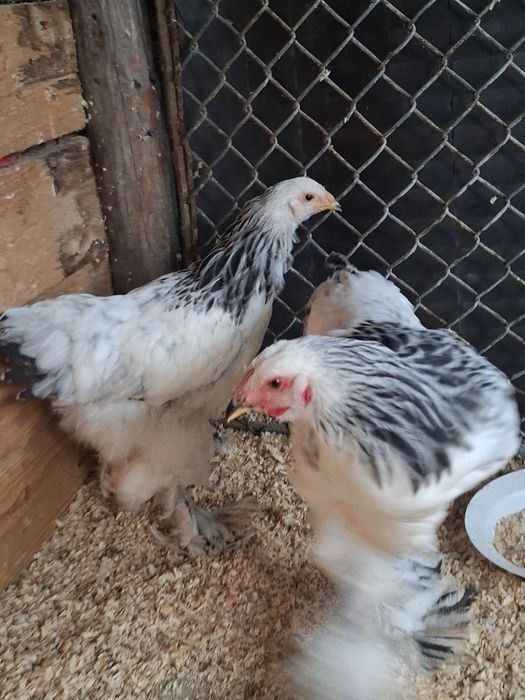 Pereche brahma hd