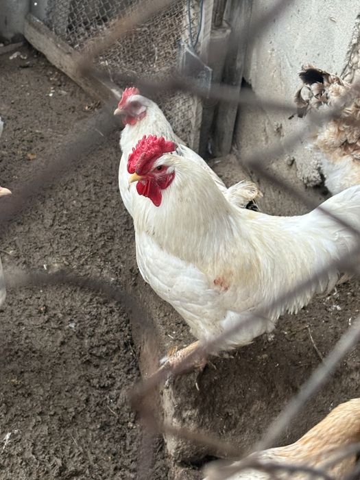Хорошый петух белый срочно продать