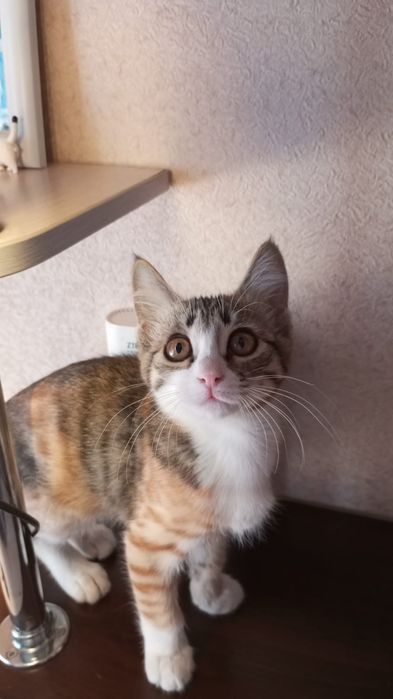 Отдадим домашних котят