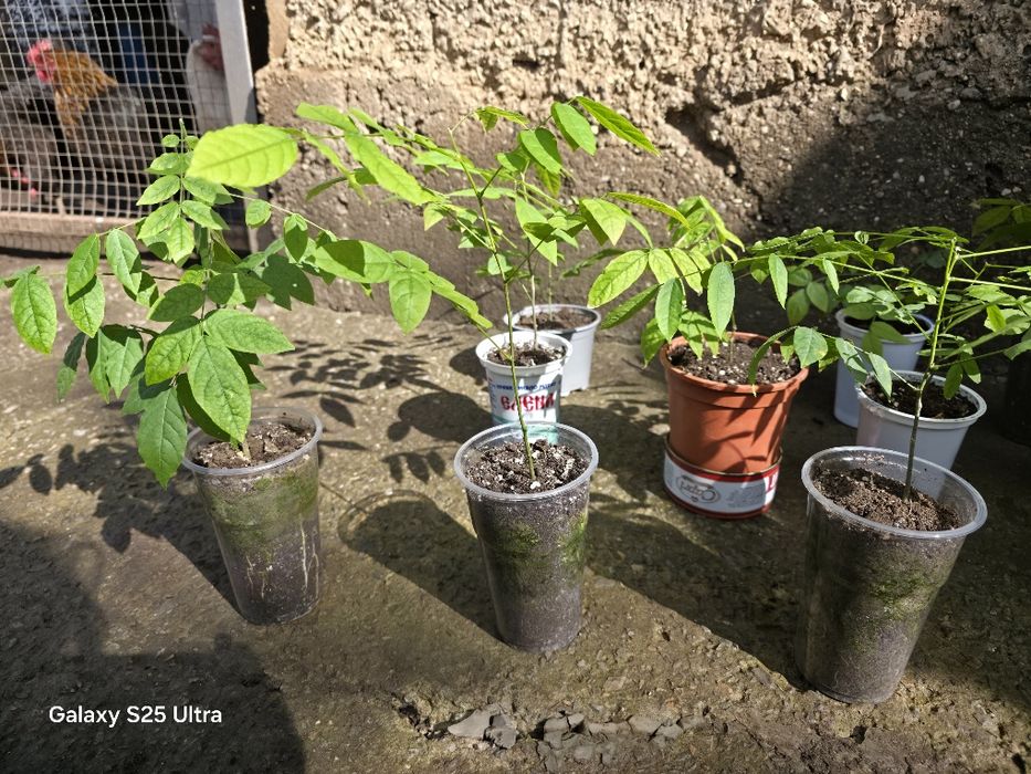 Глициния (вистерия)