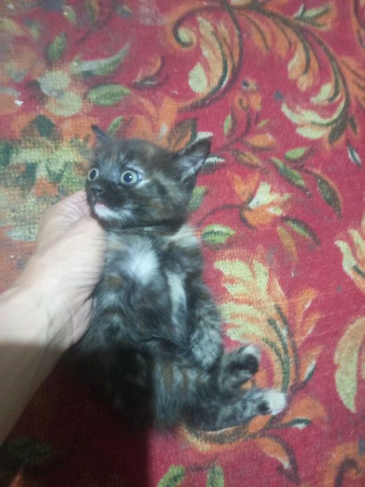 Отдам котят в добрые руки
