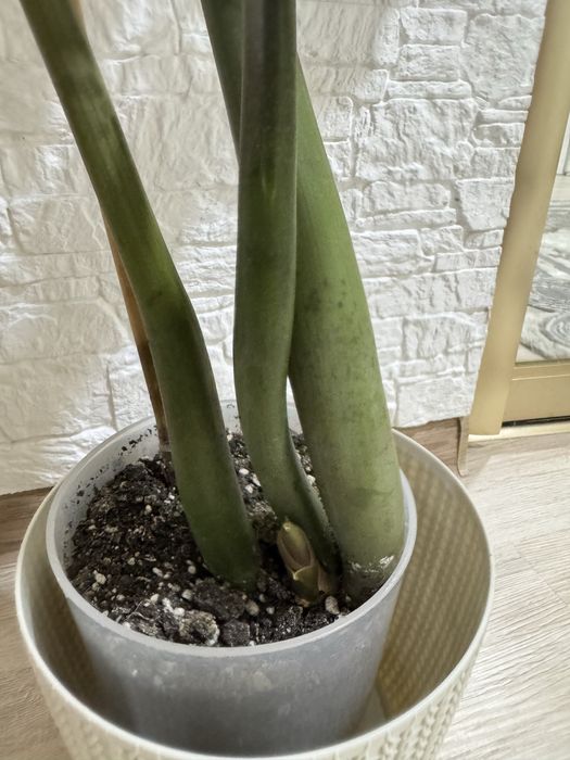 Замиокулькас долларовое дерево