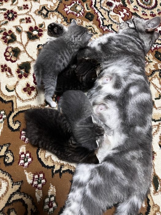 Котята Британцы продам