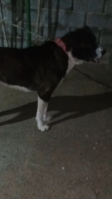 Ит сатлады еркек