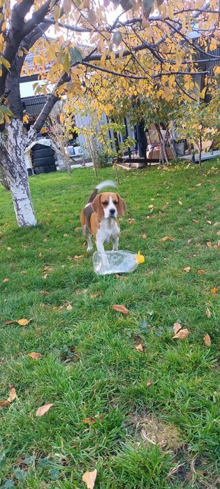 Ищем девочку бигля (вязка)