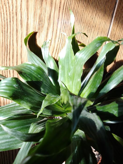 Цветок Аспидистро