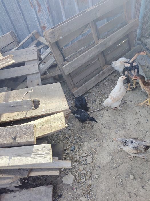 Продам петуха брама