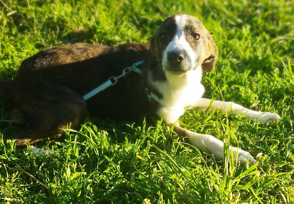 ПОДАРЯВАМ СПЕШНО ГОНЧЕТА ТЪРСЯТ ДОМ !!! – 5 малки бебета пазачи.