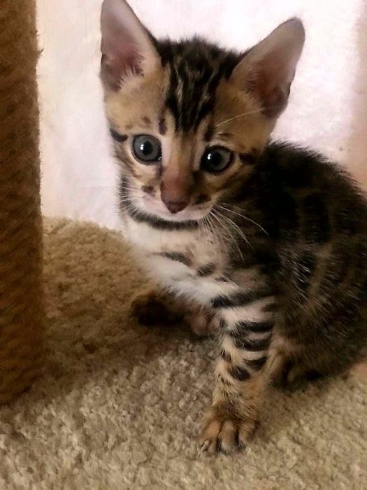 Бенгальские котята