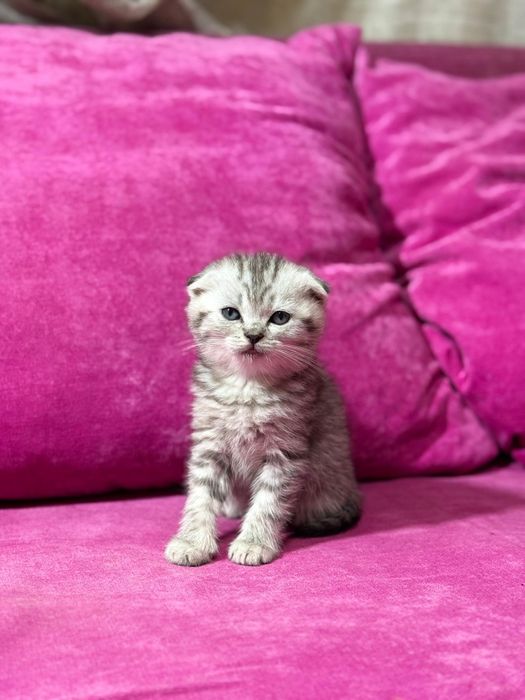 Продам котят британцев