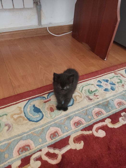 Отдам котёнка в хорошие руки