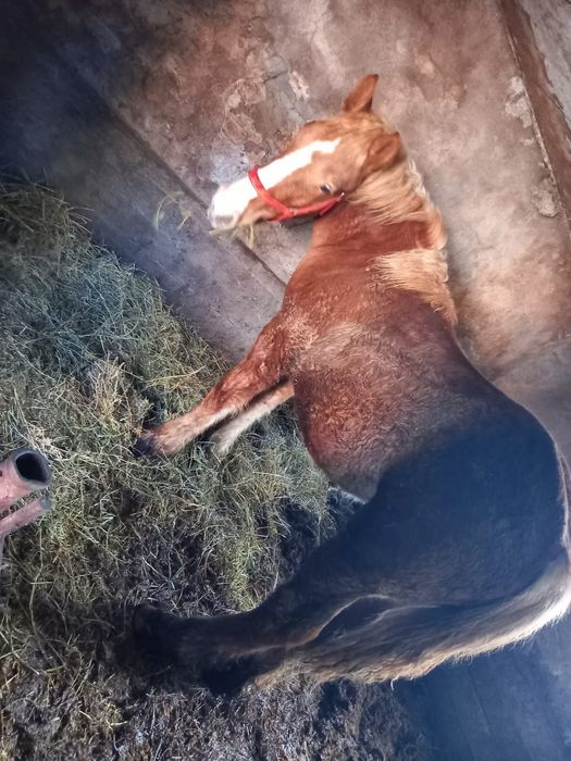 Vând armăsar de 9 luni