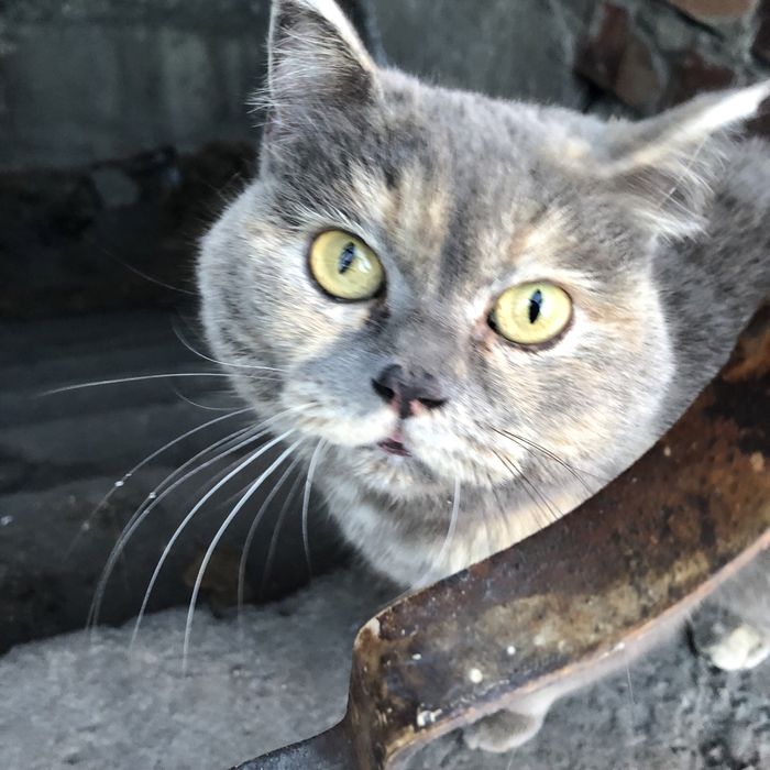 Животные. Кошки.