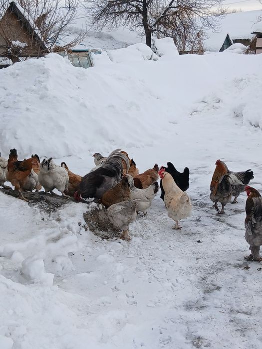 Петухи в продаже