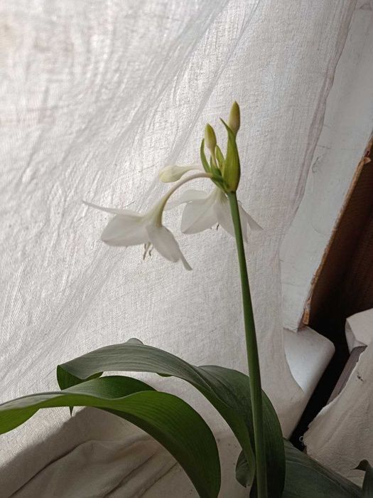 домашние растения, цветы