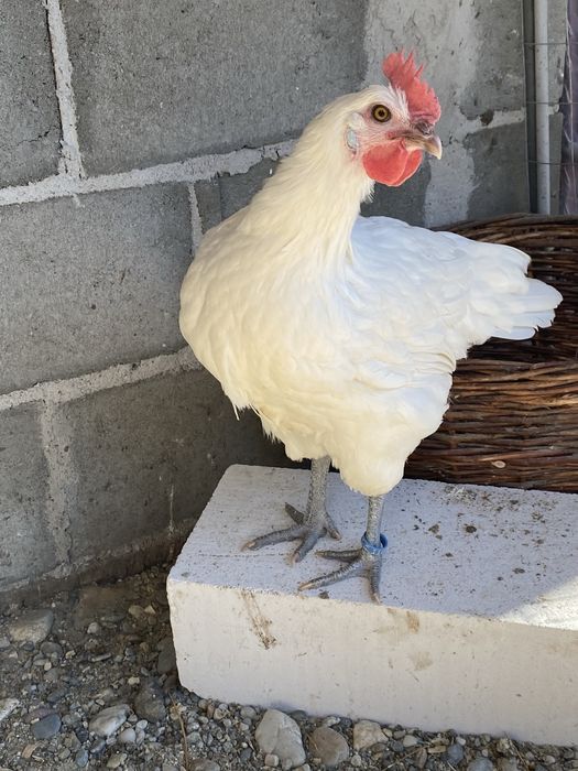 Oua incubat La Bresse