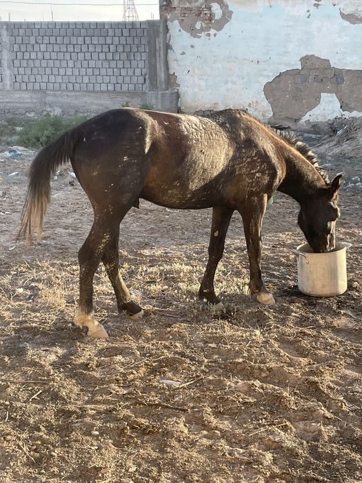 Құнан сатылады  жуас