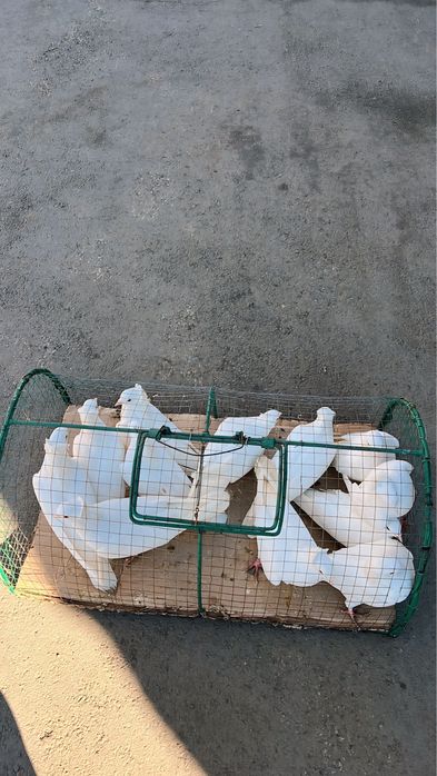 Запуск голубей  белых