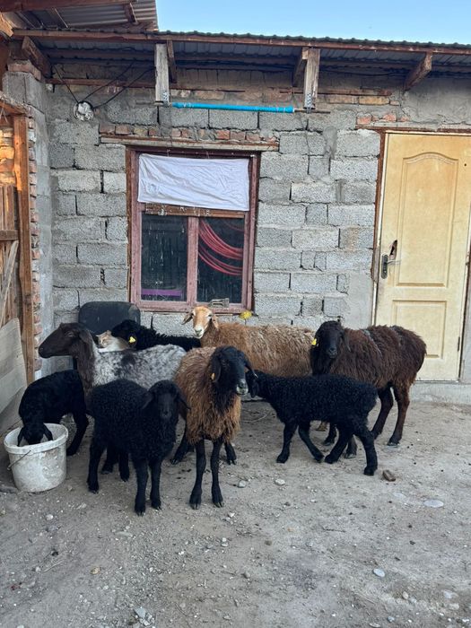 Қозылы қойлар сатылады