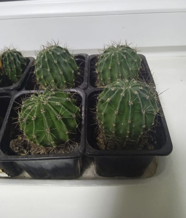 Комнатные  растения