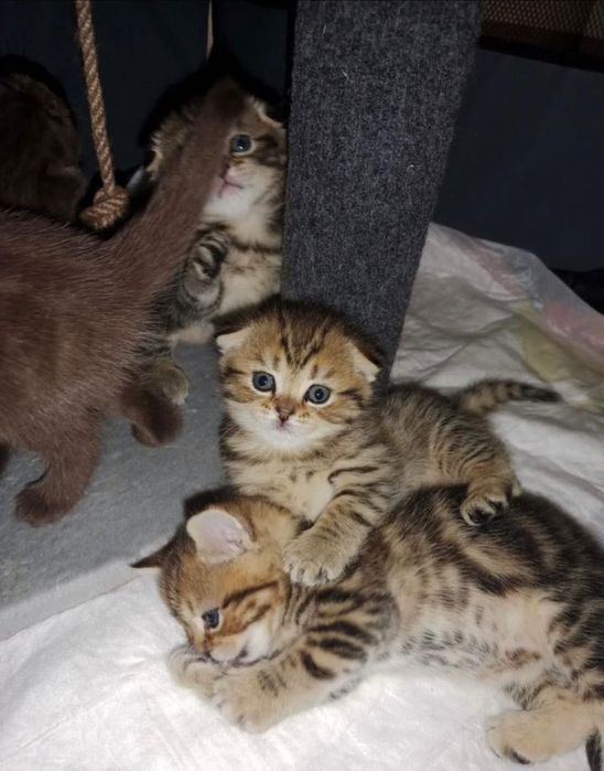 Продам шотландских котят