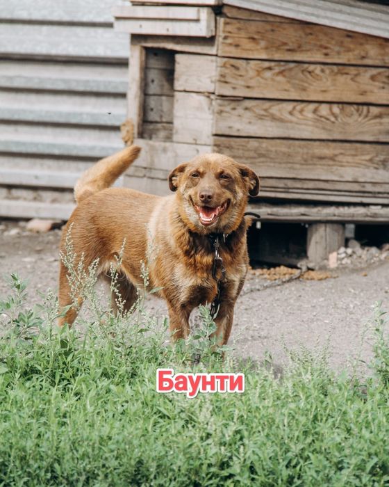 Дарю в добрые и ответственные руки