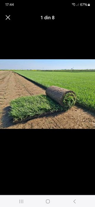 Vând plante ornamentale tuia spiral măslin palmieri mestecân tuia spir