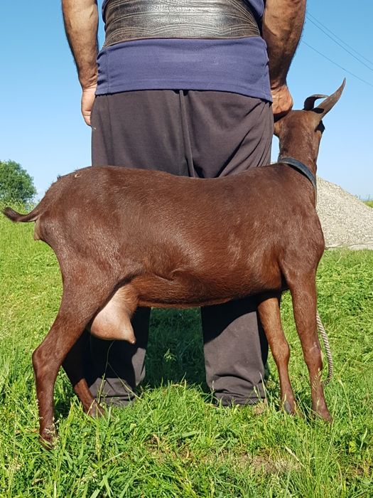Murciano Granadina 2 capre tinere