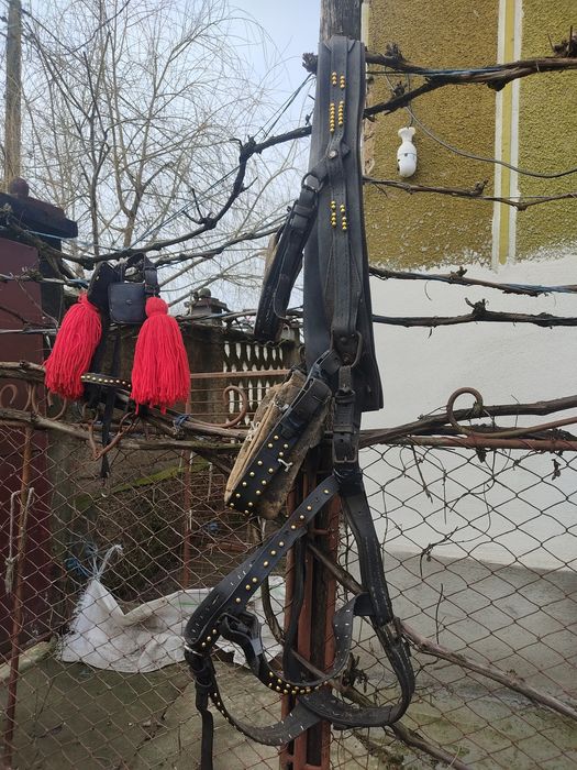 Vand sau schimb ham ponei