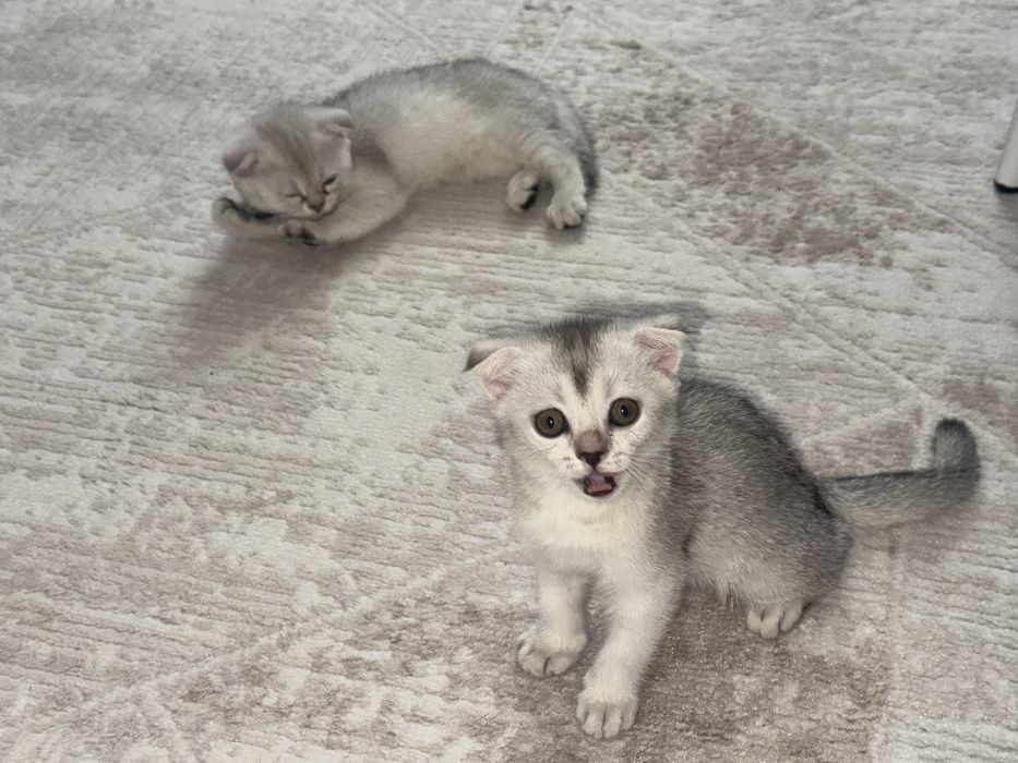 Продается котенок