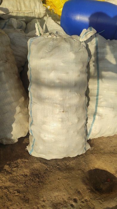 Yem uchun sabzi  cheklanmagan miqdorda bor