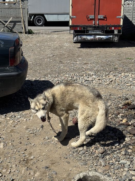Хаски продается цена торг