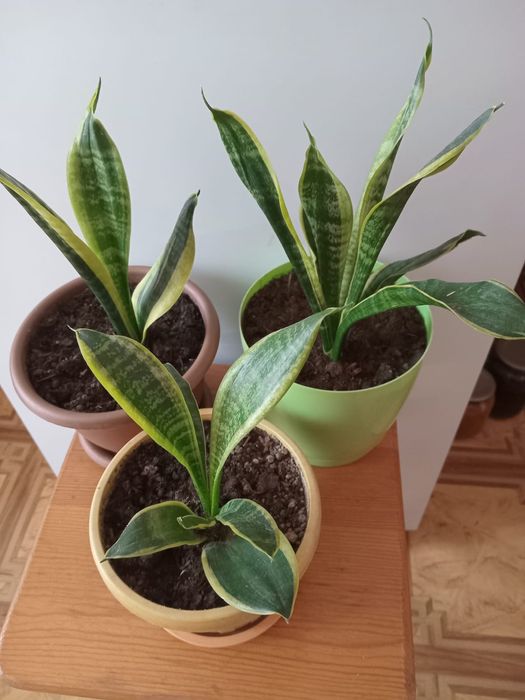 Продам комнатные цветы