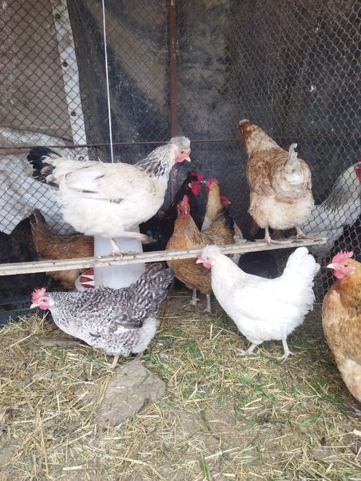 Продам куры домашние
