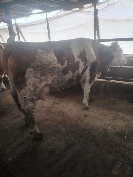 Semintal sigir toza qonli 2 tuggan   suti bor 25 letr  sotladi