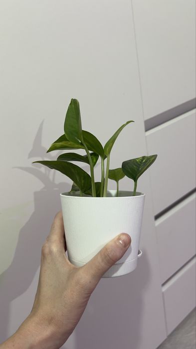 Голфингер в новом горшке!