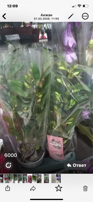 Орзидеии,Дендробиумы,Азалии