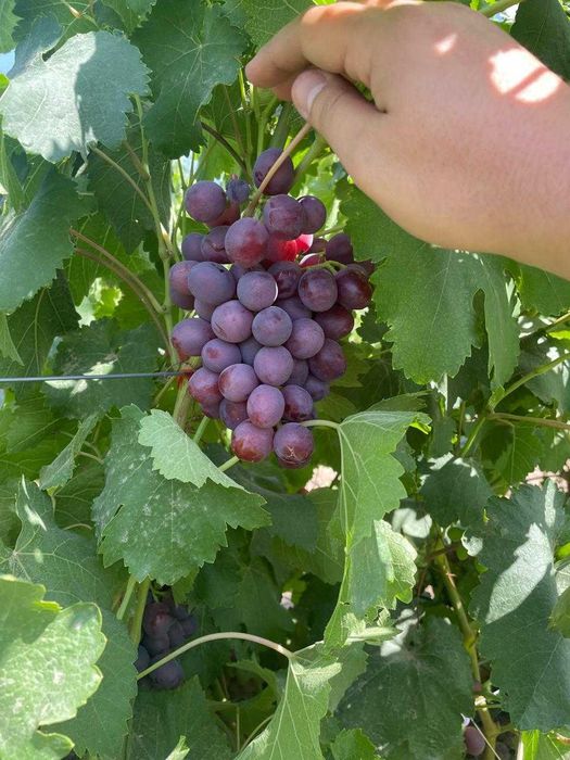 Продам виноград оптом от производителя