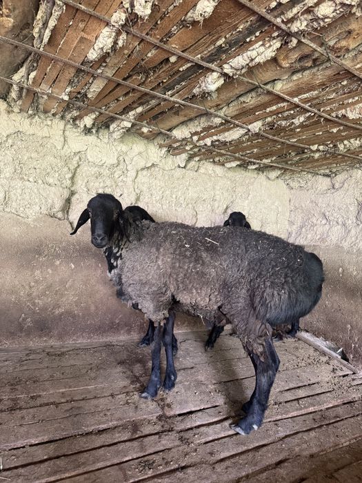 Кошкар сатылады 2 бас срочна