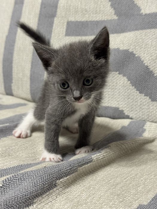 Отдам котят в добрые руки